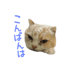 スコティッシュフォールドのちーかま（個別スタンプ：3）