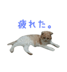 スコティッシュフォールドのちーかま（個別スタンプ：6）