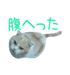 スコティッシュフォールドのちーかま（個別スタンプ：13）