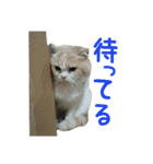 スコティッシュフォールドのちーかま（個別スタンプ：16）