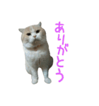 スコティッシュフォールドのちーかま（個別スタンプ：17）