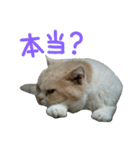 スコティッシュフォールドのちーかま（個別スタンプ：18）