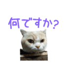 スコティッシュフォールドのちーかま（個別スタンプ：19）