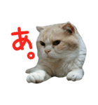 スコティッシュフォールドのちーかま（個別スタンプ：23）