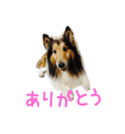 スコティッシュフォールドのちーかま（個別スタンプ：39）