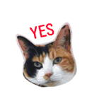 三毛猫ハルちゃん⑤（個別スタンプ：1）