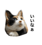 三毛猫ハルちゃん⑤（個別スタンプ：3）