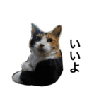 三毛猫ハルちゃん⑤（個別スタンプ：4）
