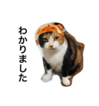 三毛猫ハルちゃん⑤（個別スタンプ：5）
