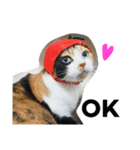 三毛猫ハルちゃん⑤（個別スタンプ：6）