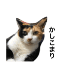 三毛猫ハルちゃん⑤（個別スタンプ：7）