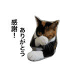 三毛猫ハルちゃん⑤（個別スタンプ：9）
