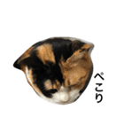 三毛猫ハルちゃん⑤（個別スタンプ：10）
