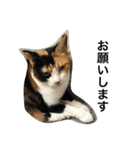三毛猫ハルちゃん⑤（個別スタンプ：11）