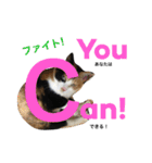 三毛猫ハルちゃん⑤（個別スタンプ：13）