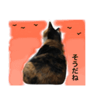 三毛猫ハルちゃん⑤（個別スタンプ：15）