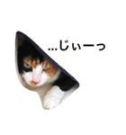 三毛猫ハルちゃん⑤（個別スタンプ：16）