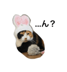 三毛猫ハルちゃん⑤（個別スタンプ：17）