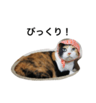 三毛猫ハルちゃん⑤（個別スタンプ：19）