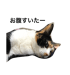 三毛猫ハルちゃん⑤（個別スタンプ：20）