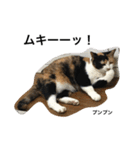 三毛猫ハルちゃん⑤（個別スタンプ：21）