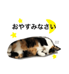 三毛猫ハルちゃん⑤（個別スタンプ：22）
