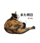 三毛猫ハルちゃん⑤（個別スタンプ：23）
