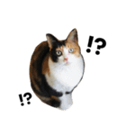 三毛猫ハルちゃん⑤（個別スタンプ：24）