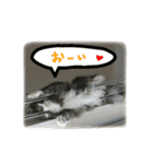 ワンにゃんらぶ♪（個別スタンプ：11）