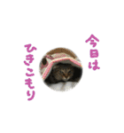 ワンにゃんらぶ♪（個別スタンプ：12）