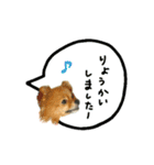 ワンにゃんらぶ♪（個別スタンプ：17）