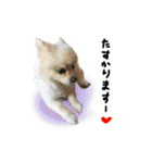 ワンにゃんらぶ♪（個別スタンプ：20）