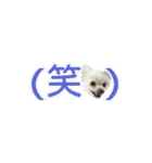 ワンにゃんらぶ♪（個別スタンプ：26）