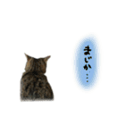 ワンにゃんらぶ♪（個別スタンプ：33）