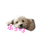 SUZU FACE（個別スタンプ：11）