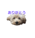 SUZU FACE（個別スタンプ：13）