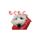 SUZU FACE（個別スタンプ：19）