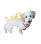 SUZU FACE（個別スタンプ：22）