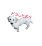 SUZU FACE（個別スタンプ：23）