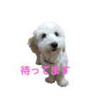 SUZU FACE（個別スタンプ：31）
