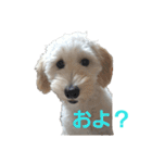 SUZU FACE（個別スタンプ：38）