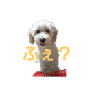 SUZU FACE（個別スタンプ：39）