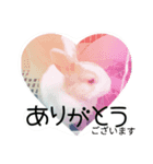 rabbitSORA（個別スタンプ：1）