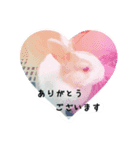 rabbitSORA（個別スタンプ：2）
