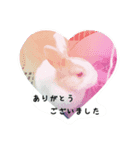 rabbitSORA（個別スタンプ：3）