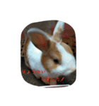 rabbitSORA（個別スタンプ：4）