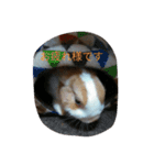 rabbitSORA（個別スタンプ：6）