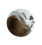 rabbitSORA（個別スタンプ：9）