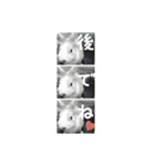 rabbitSORA（個別スタンプ：10）