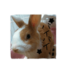 rabbitSORA（個別スタンプ：11）